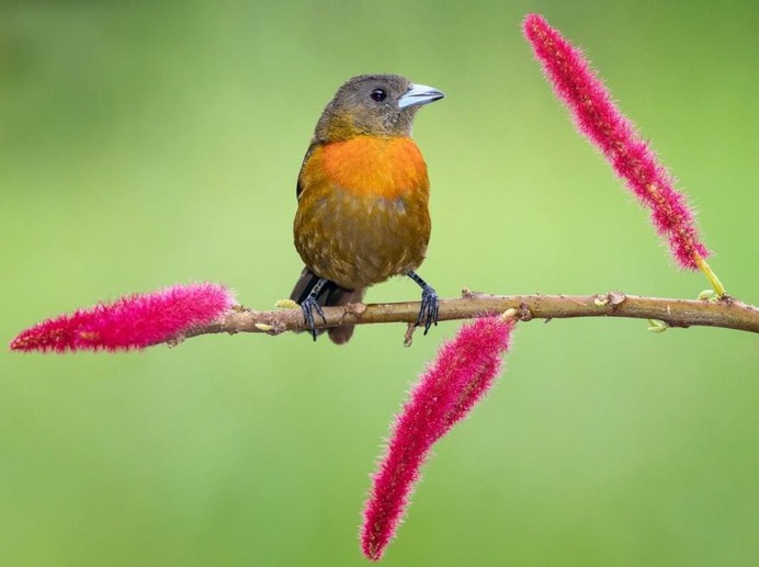 #nuts_about_birds: The Magnificent Birds of Costa Rica by Jalil El Harrar