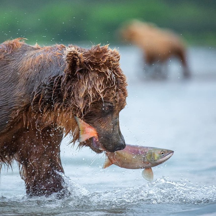 Stunning Photographs of Wild Animals by Andy Parkinson
