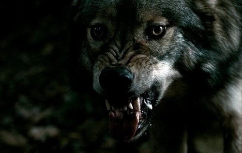 tumblr_kstxawQSEA1qzs56do1_500.jpg (500×316) #wolf #dog