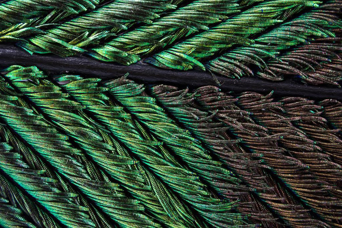 peacock feather detail photography macro beautiful colors design inspiration www.mindsparklemag.com