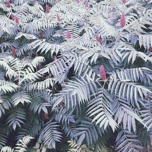 Staghorn Sumac #photography #wild #pattern #canada