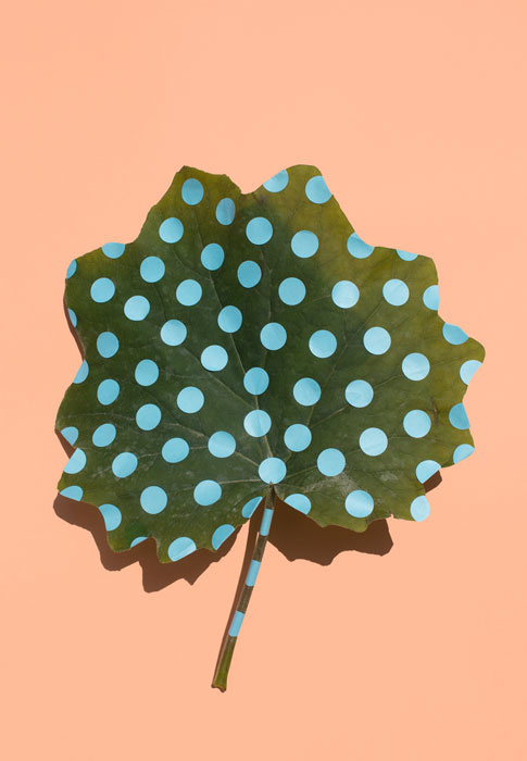 »Wonderplants«