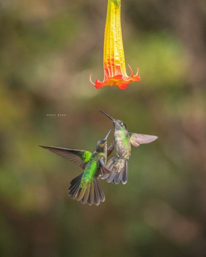 #birdsofinstagram: Fantastic Birds Photography by Mario Wong