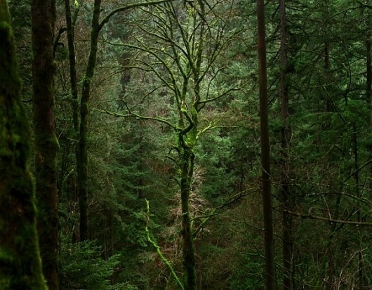 Into the forest by Zeb Andrews » Creative Photography Blog #inspiration #photography #nature
