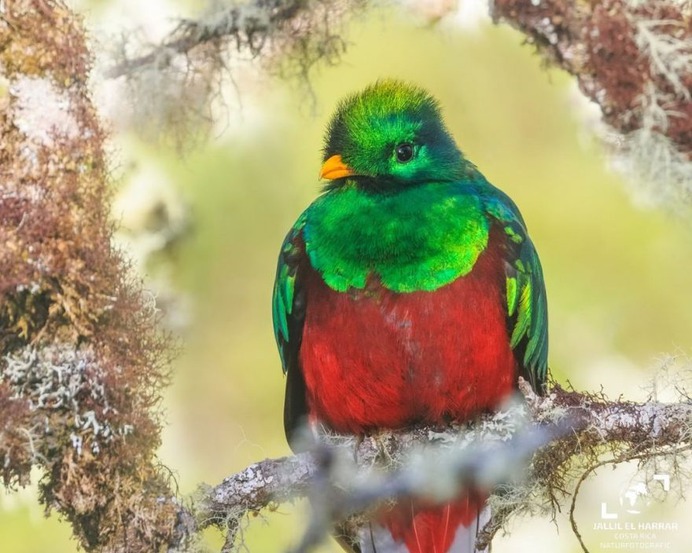 #nuts_about_birds: The Magnificent Birds of Costa Rica by Jalil El Harrar