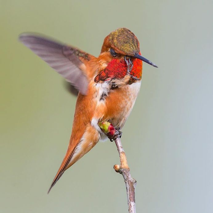 Rufous Hummingbird