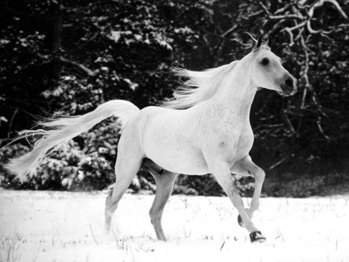 tumblr_ljcp3ycuyl1qbrczco1_500.jpg (500×375) #horse #white #black #and