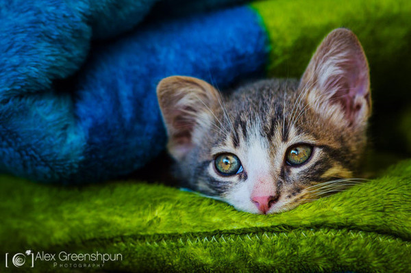 Alex Greenshpun #inspiration #photography #animal