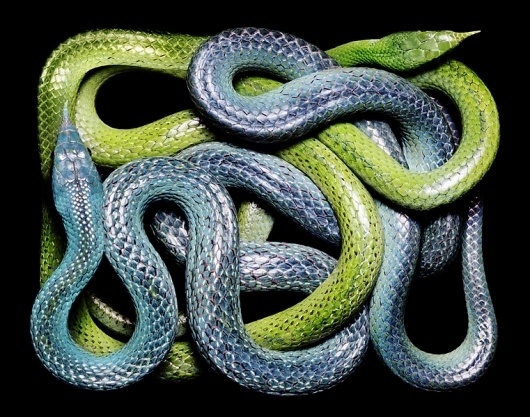 SERPENS #snakes #coiled #serpent #photography #coils
