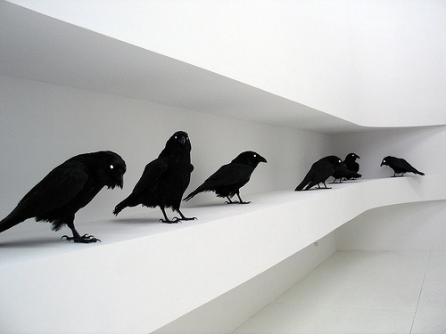 tumblr_l5b8oa5RiR1qzs56do1_500.jpg (500×375) #crows