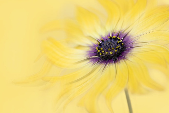 daisy painting & daisy paint by number #painting