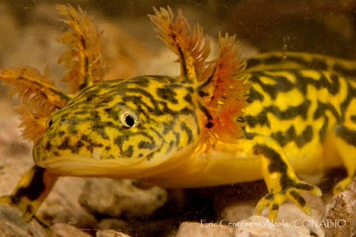 ECA0148 Ambystoma rosaceum.t55804002.m2400.wConabioCornerCopy.jpg.xPOVOsyc9FuvJvr8X9Rmur_kv7PwCgZdJqYjv_nEAJiQ.jpg (2400×1603)