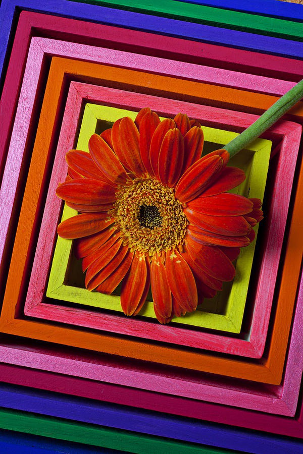 daisy painting & daisy paint by number #painting