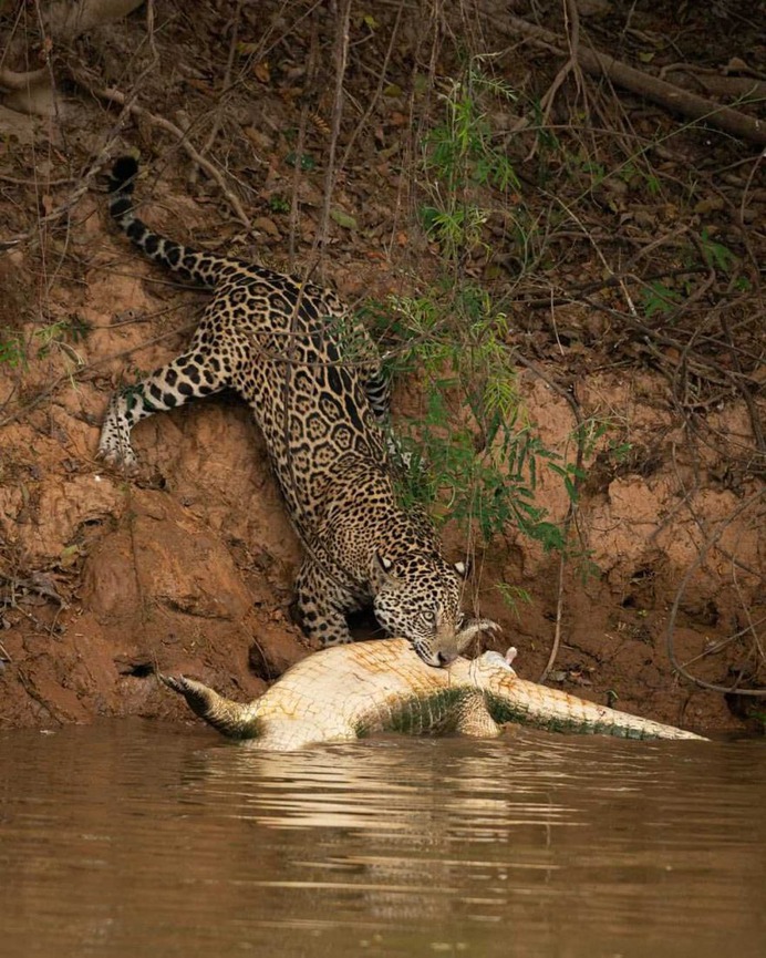 Beautiful Wild Animals Portraits by Octavio Campos Salles