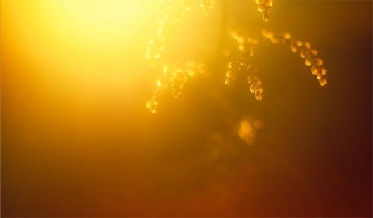 Bernat's Showcase #photography #bokeh #macro