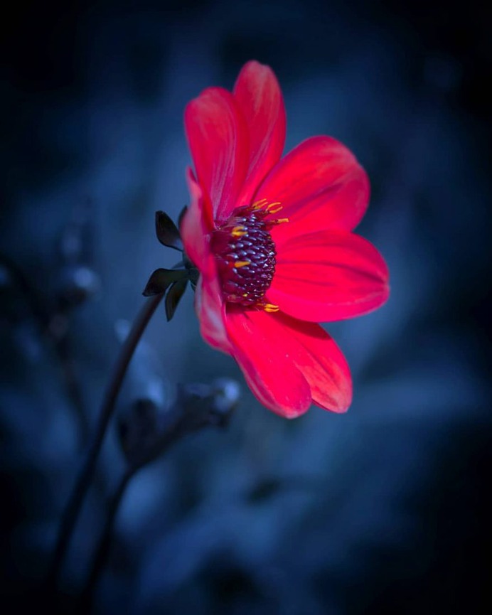 #splendid_flowers: Beautiful Flowers Photography by Hege Odegard