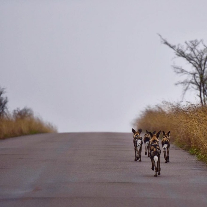 Astonishing Wild Animals Photography in Africa by Steven Dover