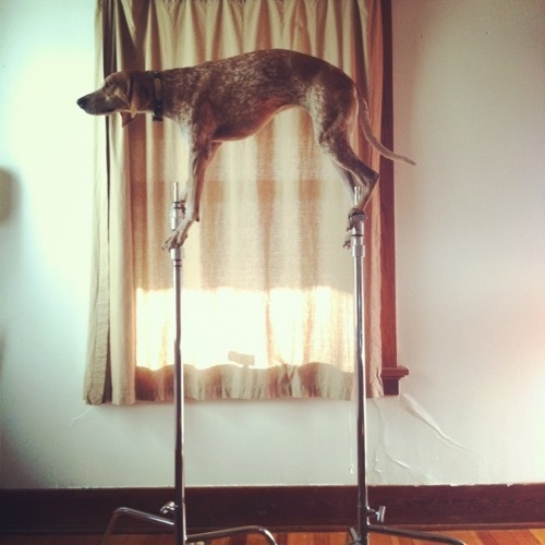 MADDIE THE COONHOUND #maddie #the #on #photography #coonhound #things #dog
