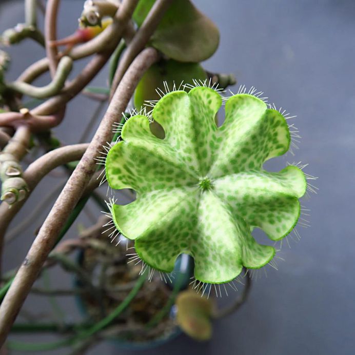 Ceropegia sandersonii flower picture