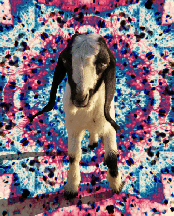 #gif #goat #inspiration #lysergic