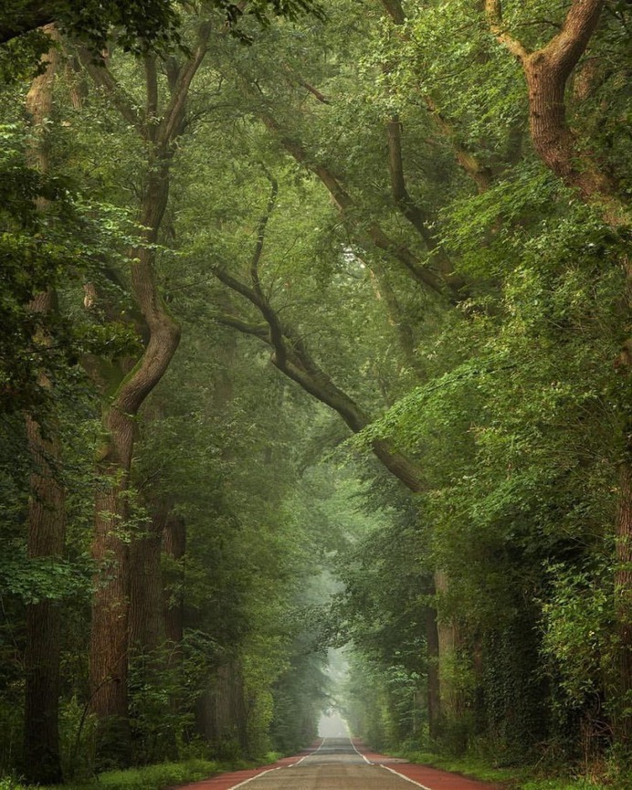 Absolutely Magical and Beautiful Forest Photography by Martin Podt