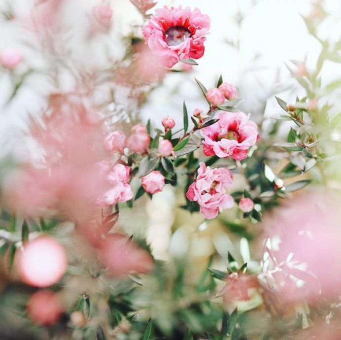 Beautiful Japanese Flowers Photos by Kaori Tanimoto