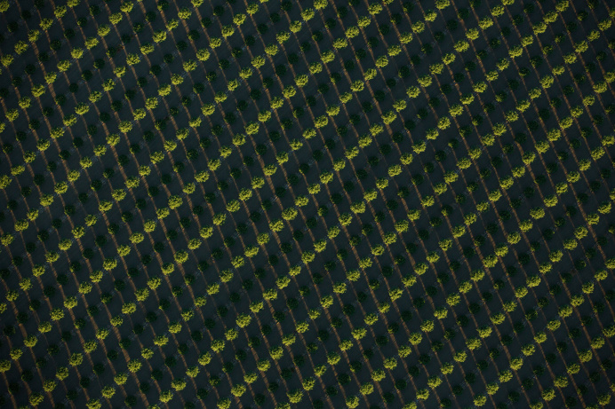Almond Trees #pattern #nature