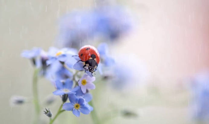 Flowers of Russia: Wonderful Flowers Photography by Vladimir Kniazev