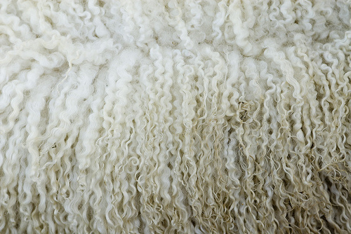 wool #wool #sheep #white