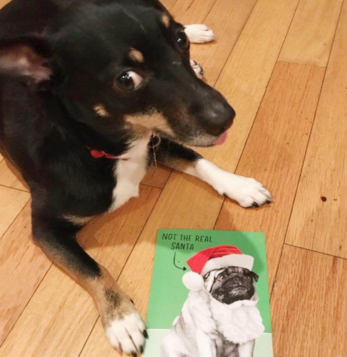 Most Dog Friendly Stores in America - Hallmark