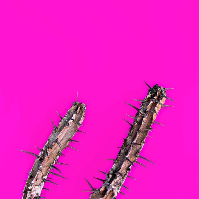 Minimalist and Colorful Cactus Photography by Evgeniya Porechenskaya