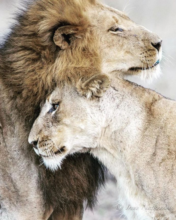 #cuteanimals: Wildlife Animal Portraits by Irene Nathanson