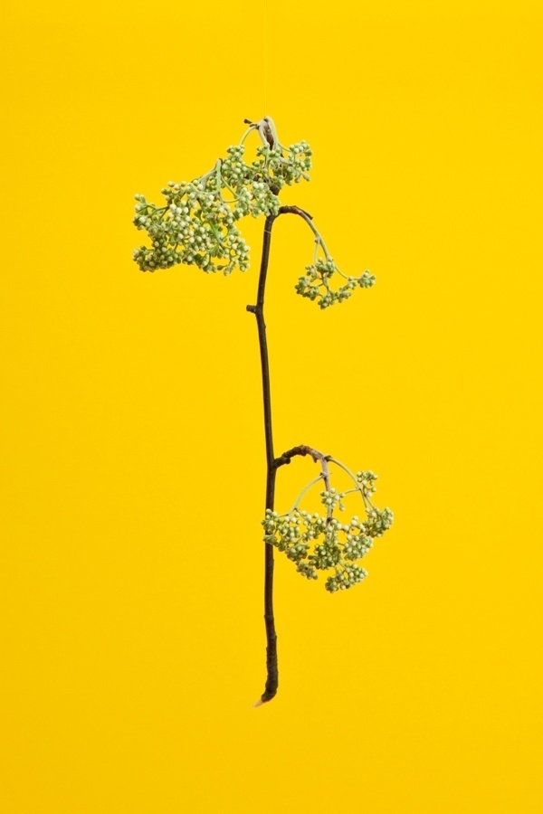 RAW COLOR #blossom