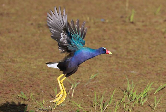 #planetbirds: Incredible Bird Photography by Lindolfo Vieira Souto