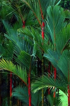 leaves