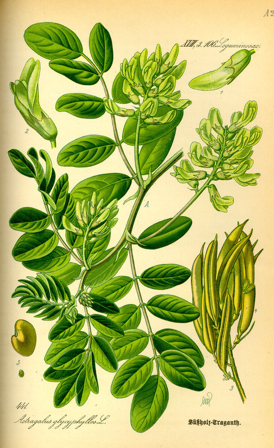 Illustration: Astragalus glycyphyllos #wilhelm #flora #thom #biology #print #fauna #otto #dr #illustration #and