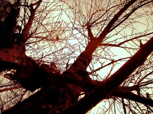 alvéolos #photography #tree