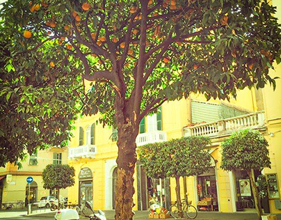 Italian Orange Tree