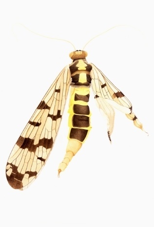 Cornelia Hesse-Honegger #cornelia #bug #insect #nuclear #honegger #hesse