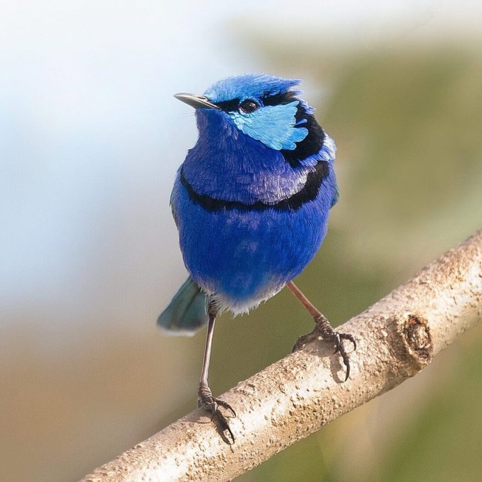 Birds of Australia: Beautiful Birds Photography by Barry Baker
