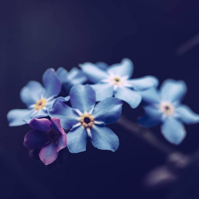 Beautiful Macro Flowers Photography by Tasha Tajdel