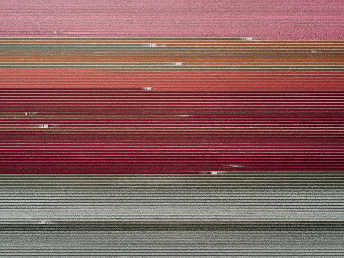 The Tulip Series: The Netherlands From Above by Tom Hegen