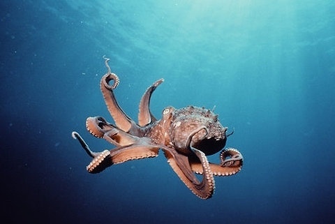 FFFFOUND! #octopus