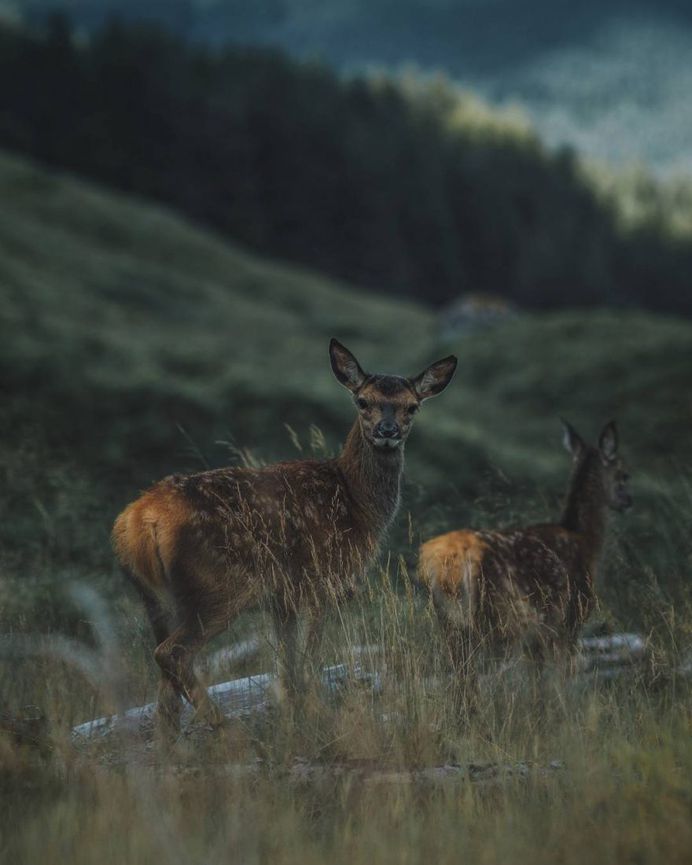 Dreamlike Animals Portrait Photography by Remo Jacobs