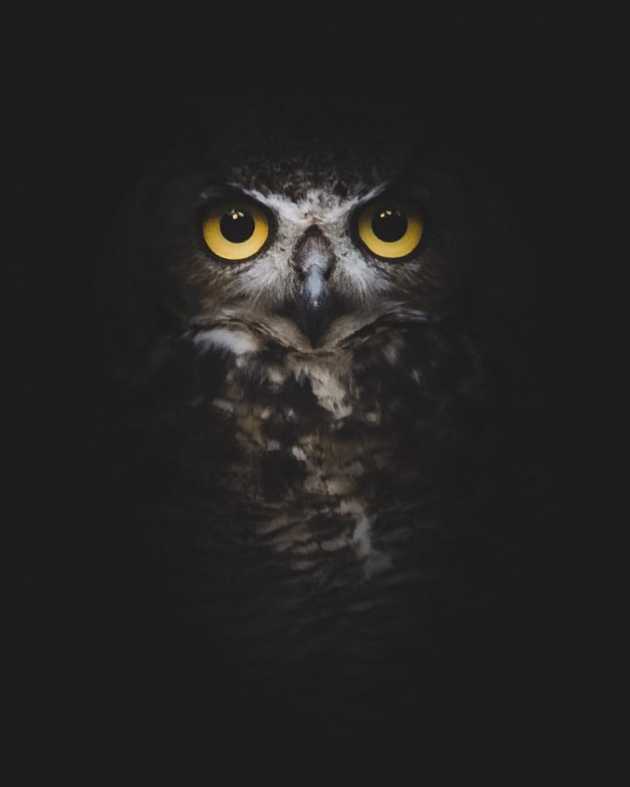 Magical Pictures of Owls: Bird Photography by Daniel J Nevares