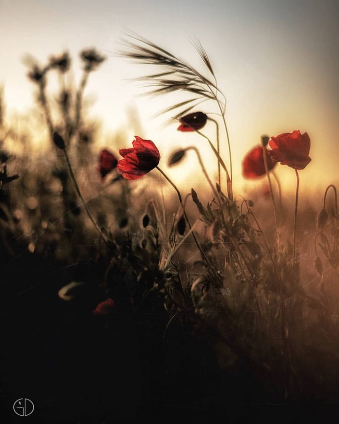 Beautiful and Minimalist Landscapes in France by Grégory Dolivet