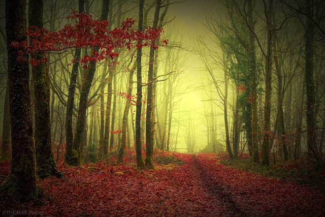 Mystical and Beautiful Forest Photography by Patrice Thomas