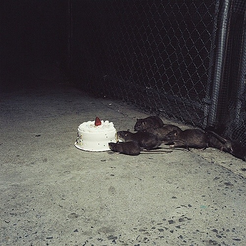 YIMMY'S YAYO™ #photography
