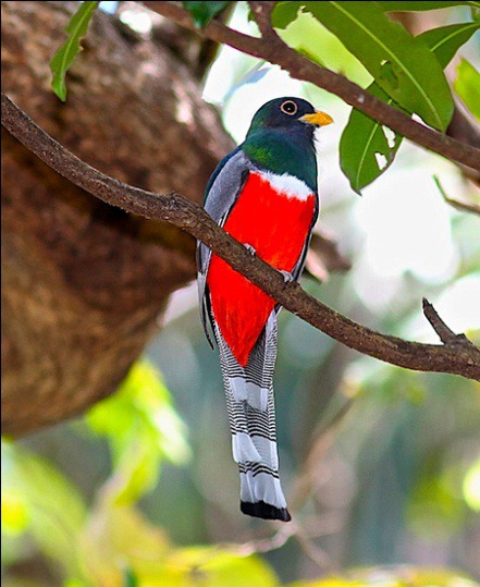 trogon-male-full-front.jpg (441×539)
