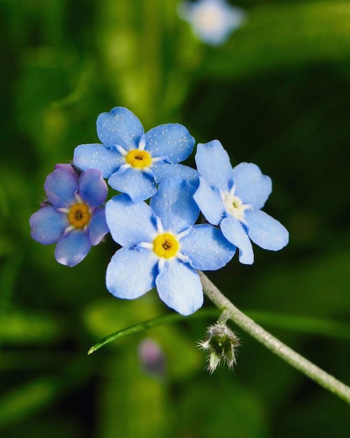 Myosotis Flower Picture